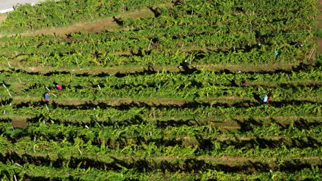 Harvesting-grapevine-in-vineyard,-aerial-view-of-winery-estate-in-Europe,-workers-pick-grapes,-aerial-view