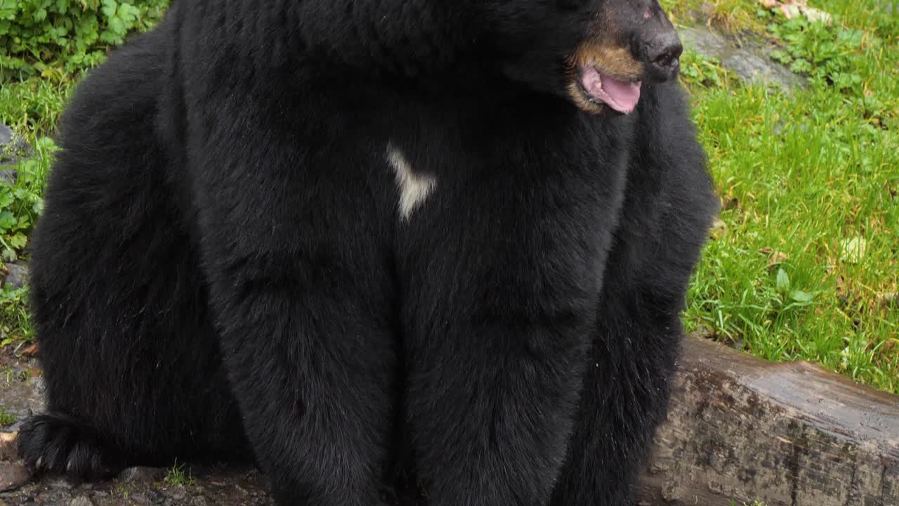 oso negro americano sentado, pan lento en las garras