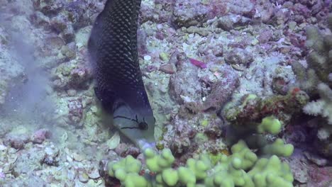 rockmover wrasse moving rock