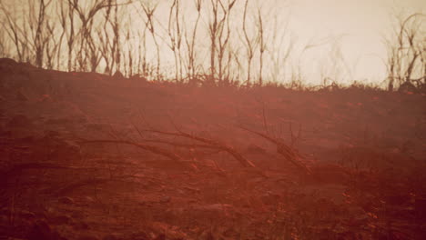 apocalyptic red landscape with dead trees