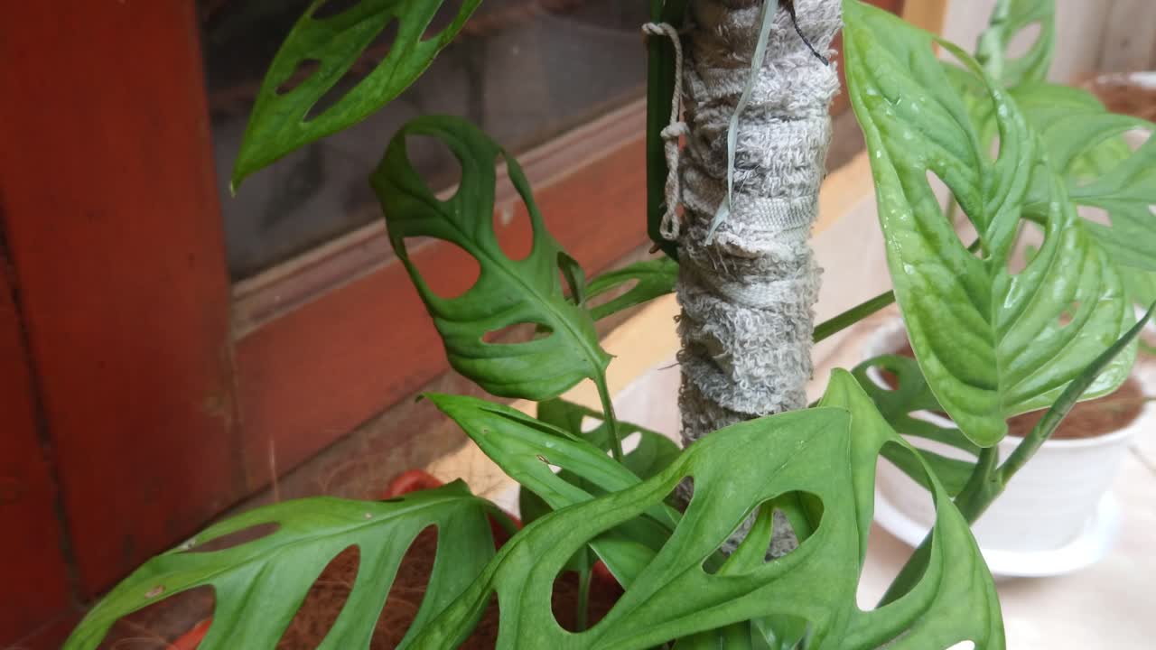 인도네시아의 아름다운 녹색 필로덴드론 몬스테라 아단소니 잎은 집 야외에서 다운 잔다 볼롱이라고 불립니다