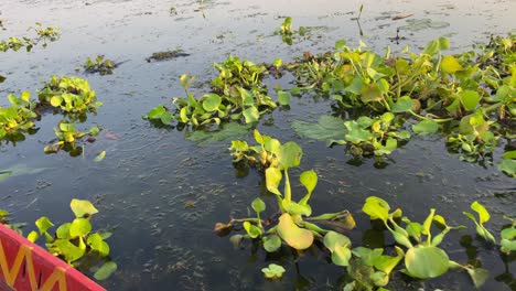 Close-up-view-of-a-beautiful-decorated-red-boat-and-water-splashing-by-oar-in-marshland-of-bortirbil,west-Bengal