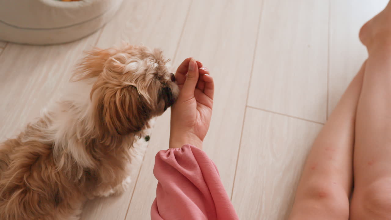 Puppy Taking Treat From Caucasian Hand Near Bare Feet, Soft Sunlight On Wooden Floor, Indoor Bonding Moment, Gentle Reward And Calm Training, Close Interaction Between Owner And Fluffy Companion