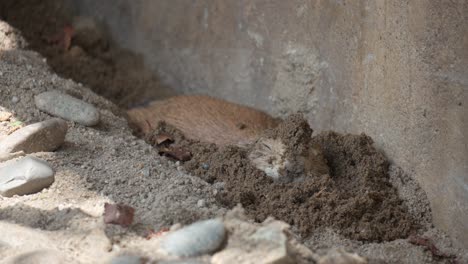 funny black-tailed prairie dog bury oneself in wet sand hiding from hot weather