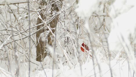 northern cardinal bird on snow tree twig in wilderness - winter weather in eastern canada - wide shot