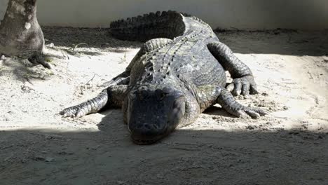 Handgehaltene-Zeitlupenaufnahme-Eines-Großen-Erwachsenen-Krokodils,-Das-An-Einem-Warmen,-Sonnigen-Sommertag-Mit-Großen-Schuppen-In-Den-Florida-Everglades-In-Der-Nähe-Von-Miami-Auf-Sand-In-Der-Sonne-Ruht