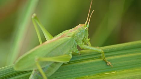 saltamontes verdes camuflados sentados en la hoja de la planta verde