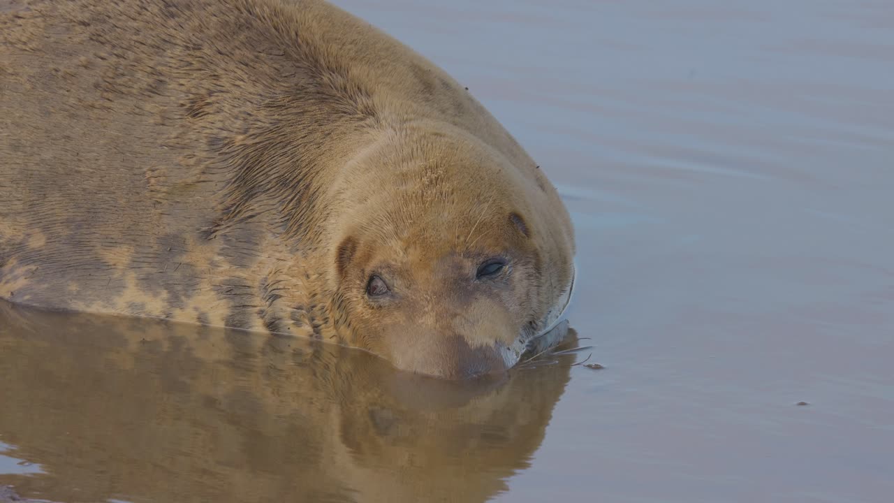 During the Atlantic grey seal breeding season, newborn pups with white fur share tender moments with mothers in the warm November sun