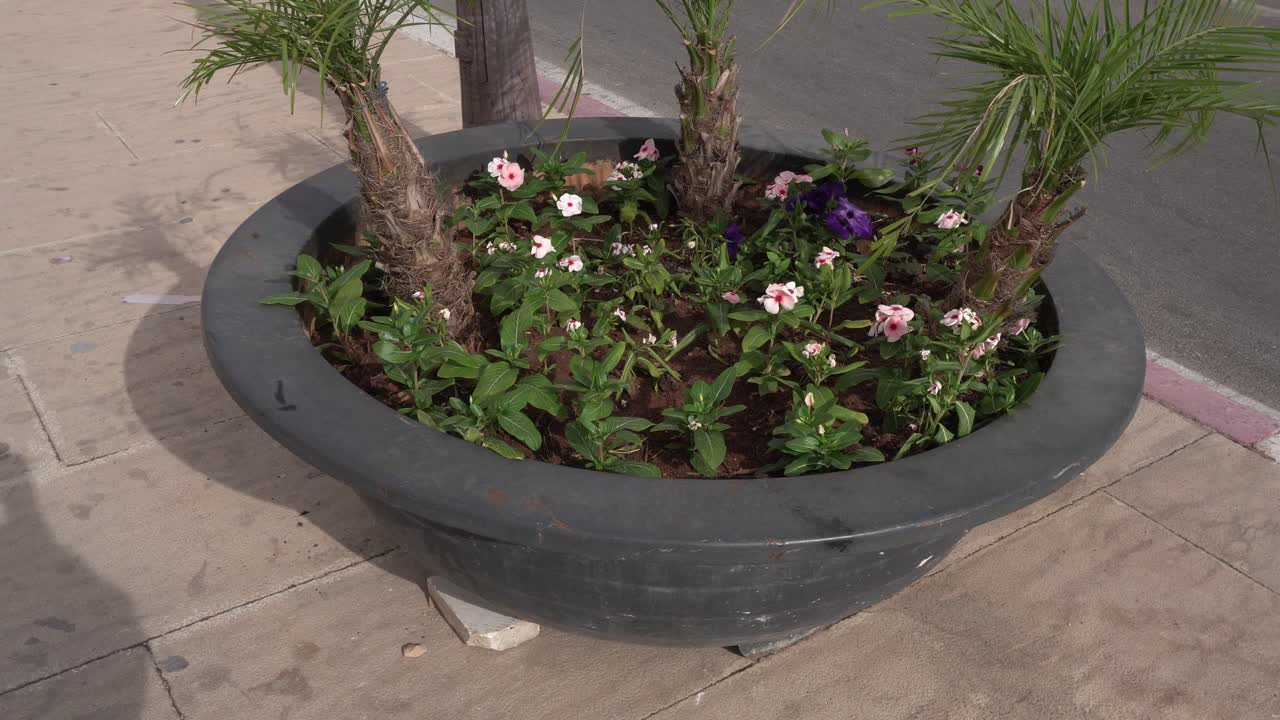 A flower pot with lots of varied colors, along with 3 small miniature palm trees