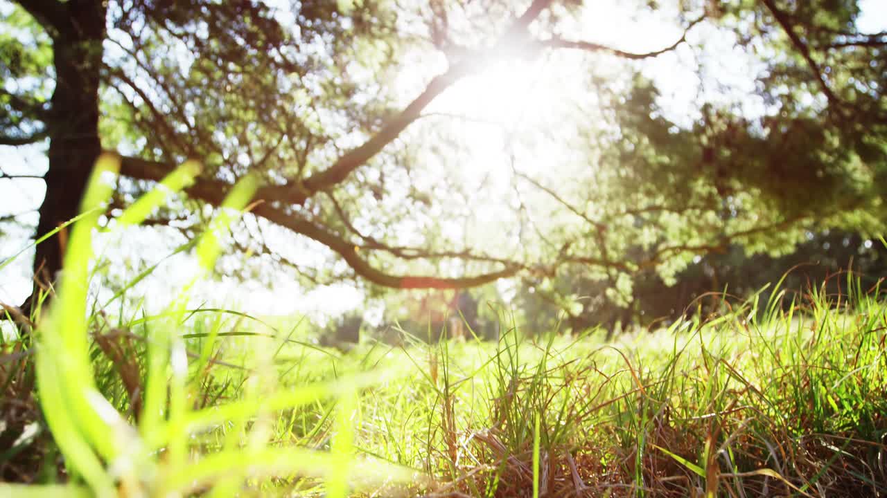 зеленая трава и деревья