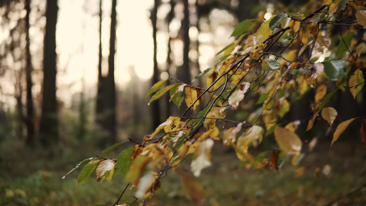 imágenes de 4k de hojas en un hermoso bosque colorido en alemania en otoño u otoño