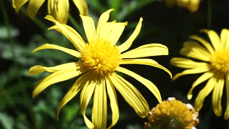 margarita amarilla como girasol de jardín, heliopsis, moviéndose suavemente en una cálida brisa de primavera