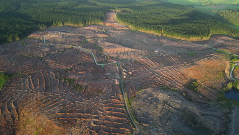 aerial view of big tree deforestation area in a forest at sunset time
