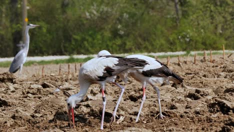 grupo de cigüeñas salvajes comiendo gusanos frescos del campo durante los días calurosos de verano