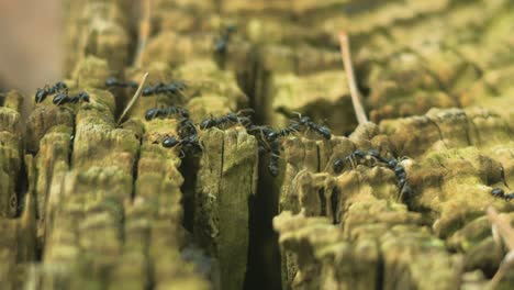 hormigas sedosas se mueven en el nido, hormiguero con hormigas sedosas en primavera, trabajo y vida de las hormigas en un hormiguero, día soleado, macro de primer plano, poca profundidad de campo