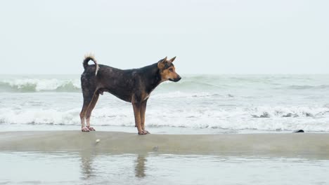 perros callejeros en una barra de arena en la playa de bangladesh