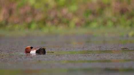 el macho adulto de la especie netta rufina