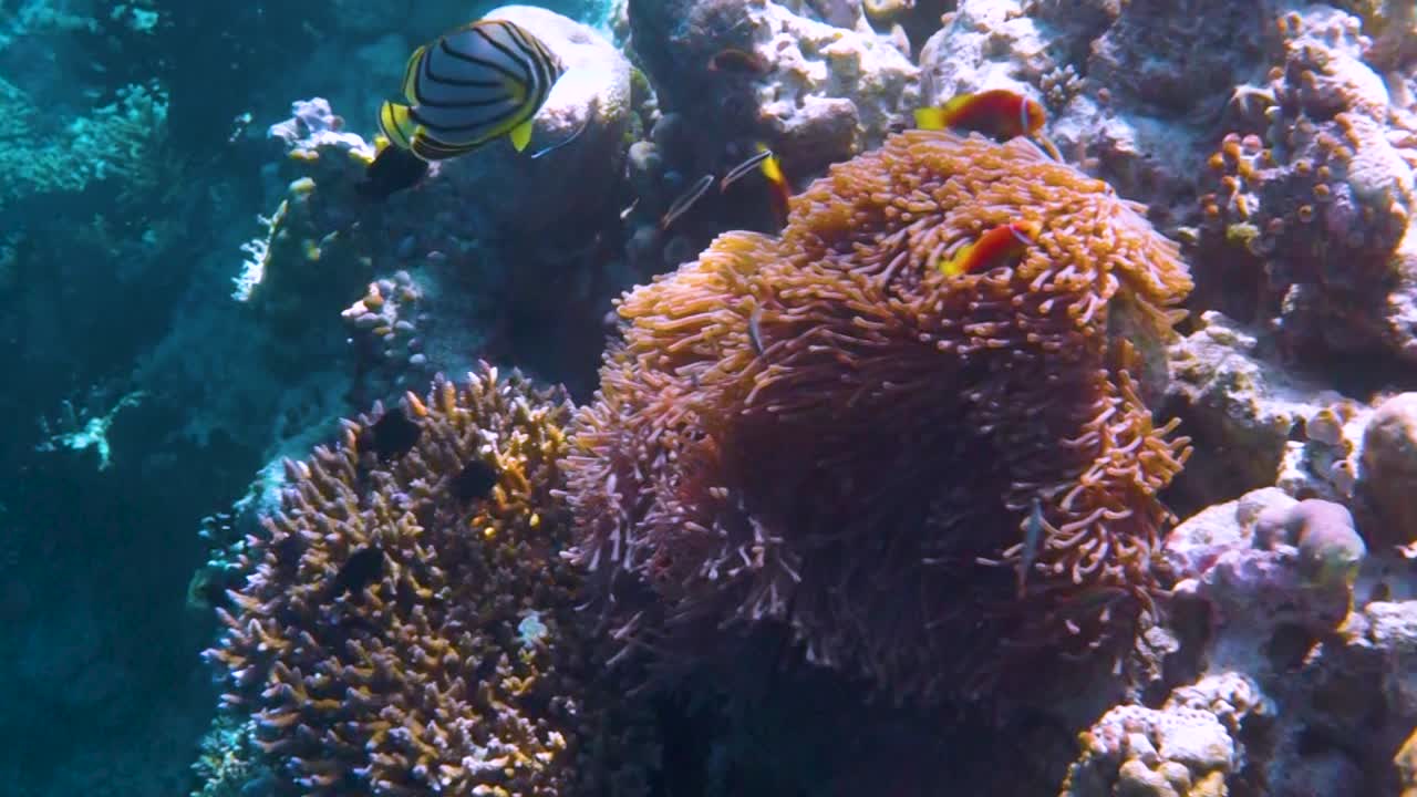 Topical saltwater fish ,clownfish - Coral reef in the Maldives ...