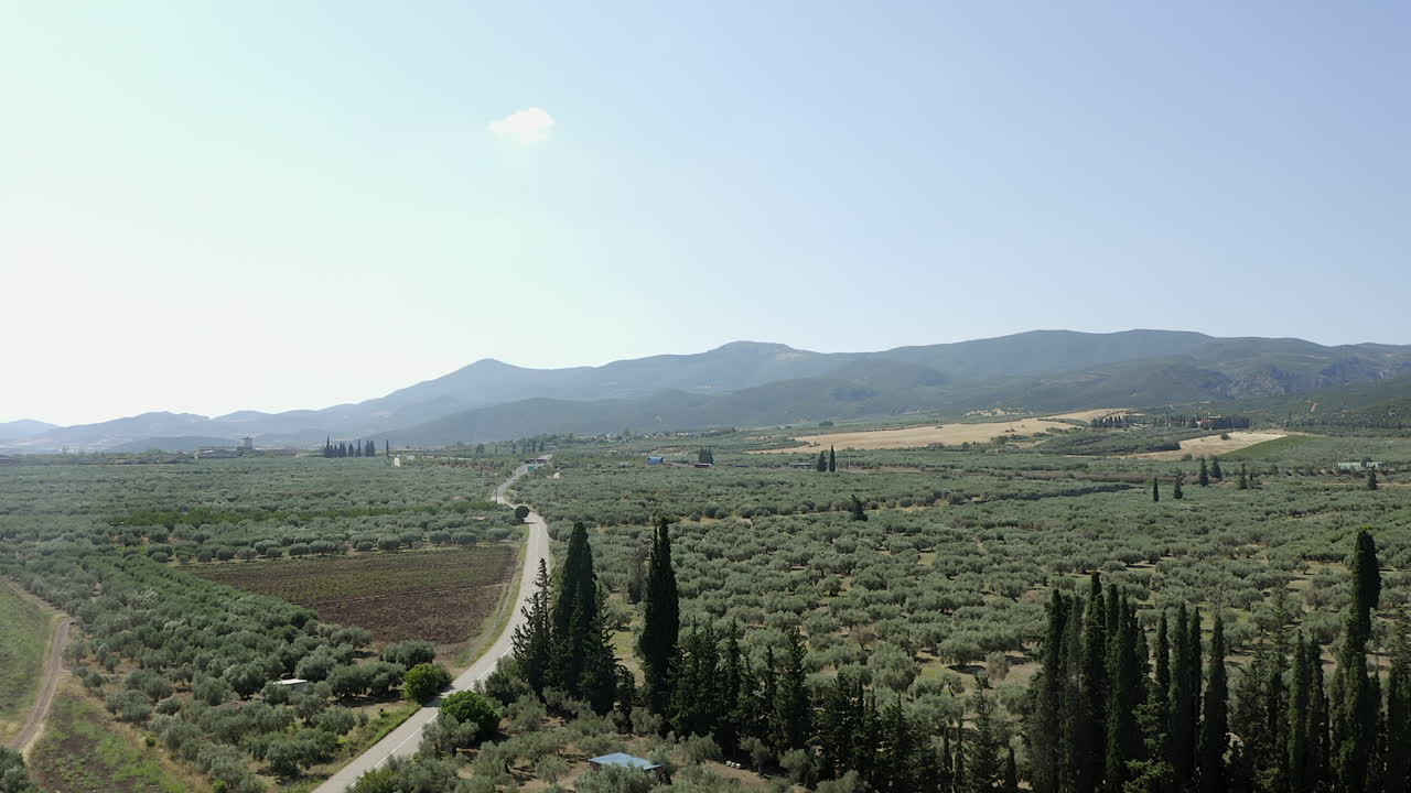 aérea desciende a un seto de árboles en olivos rurales en las montañas griegas