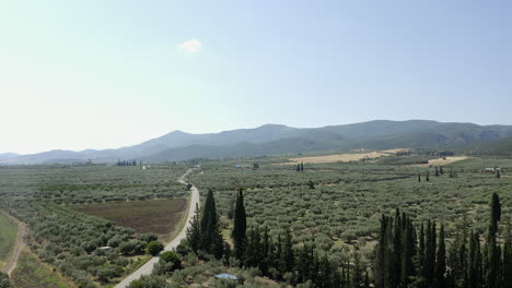 aerial descends to tree hedge in rural olive groves in greek mountains