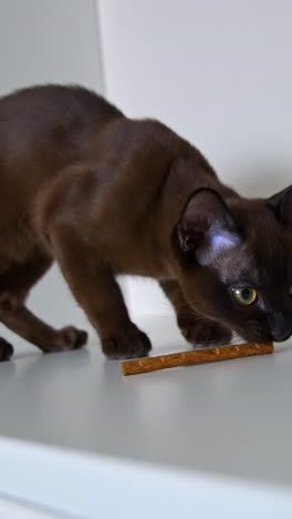 domestic brown small burma kitten. adorable burmese kitten on white background eats goodies while sitting on shelf. new member of family. vertical video