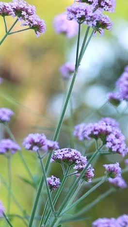 purpletop vervain flowers gently swaying in lush park environment