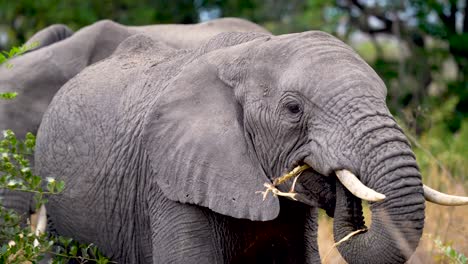 young african elephant female feeding on vegetation of ngorongoro wildlife preserve in tanzania with mother behind, handheld close up shot