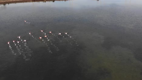 Aerial:-flock-flamingos-in-water-begin-to-fly