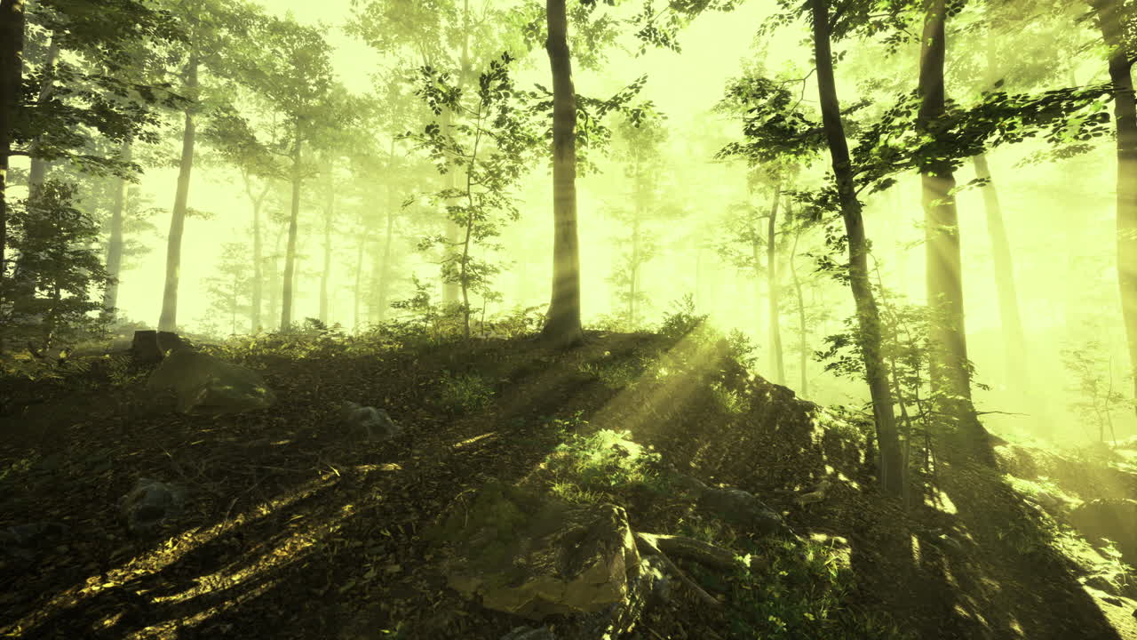 아침 시간 에 조용 한 숲 에 있는 나무 들 을 통해 빛 이 필터링 된다