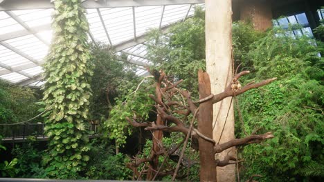 forest biome in the omaha's henry doorly zoo and aquarium in nebraska, usa