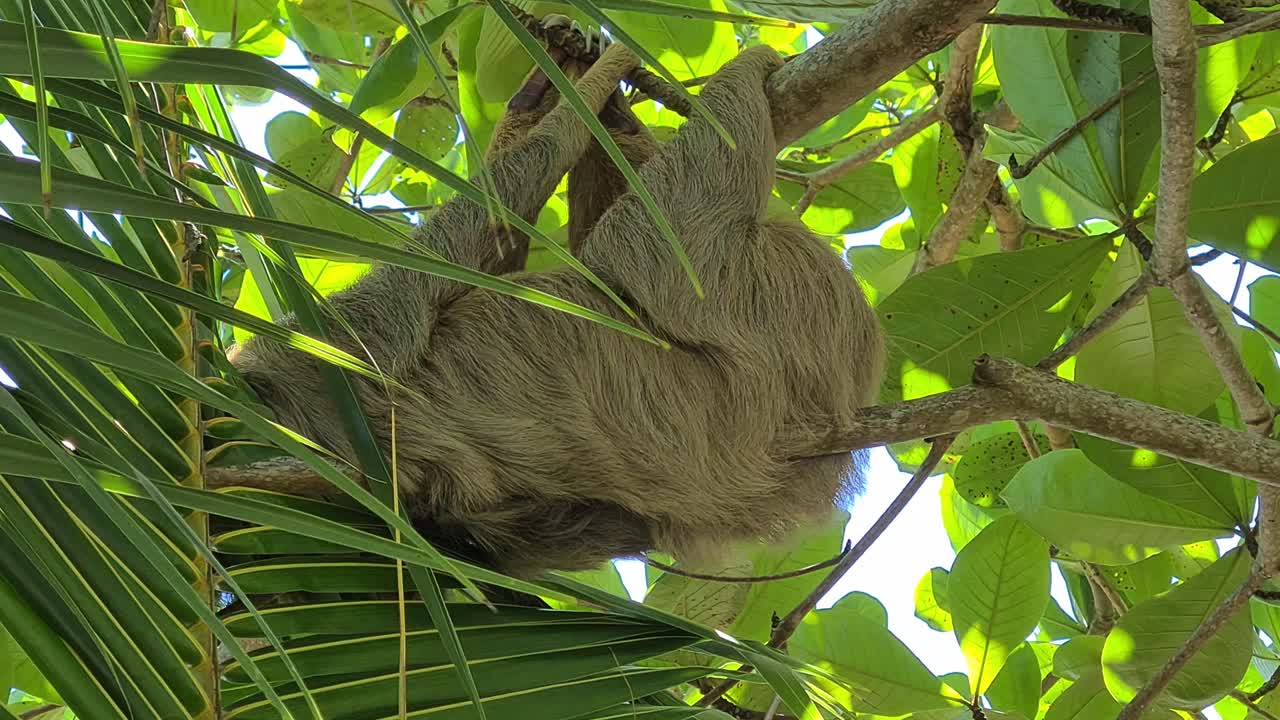 Two Toed Sloth Sleeping on Tree Branch in Tropical Rainforest, Close Up