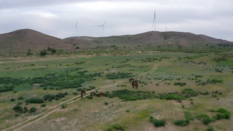 Orbit-Shot-Of-Horses-Herding-In-Wide-Green-Meadow