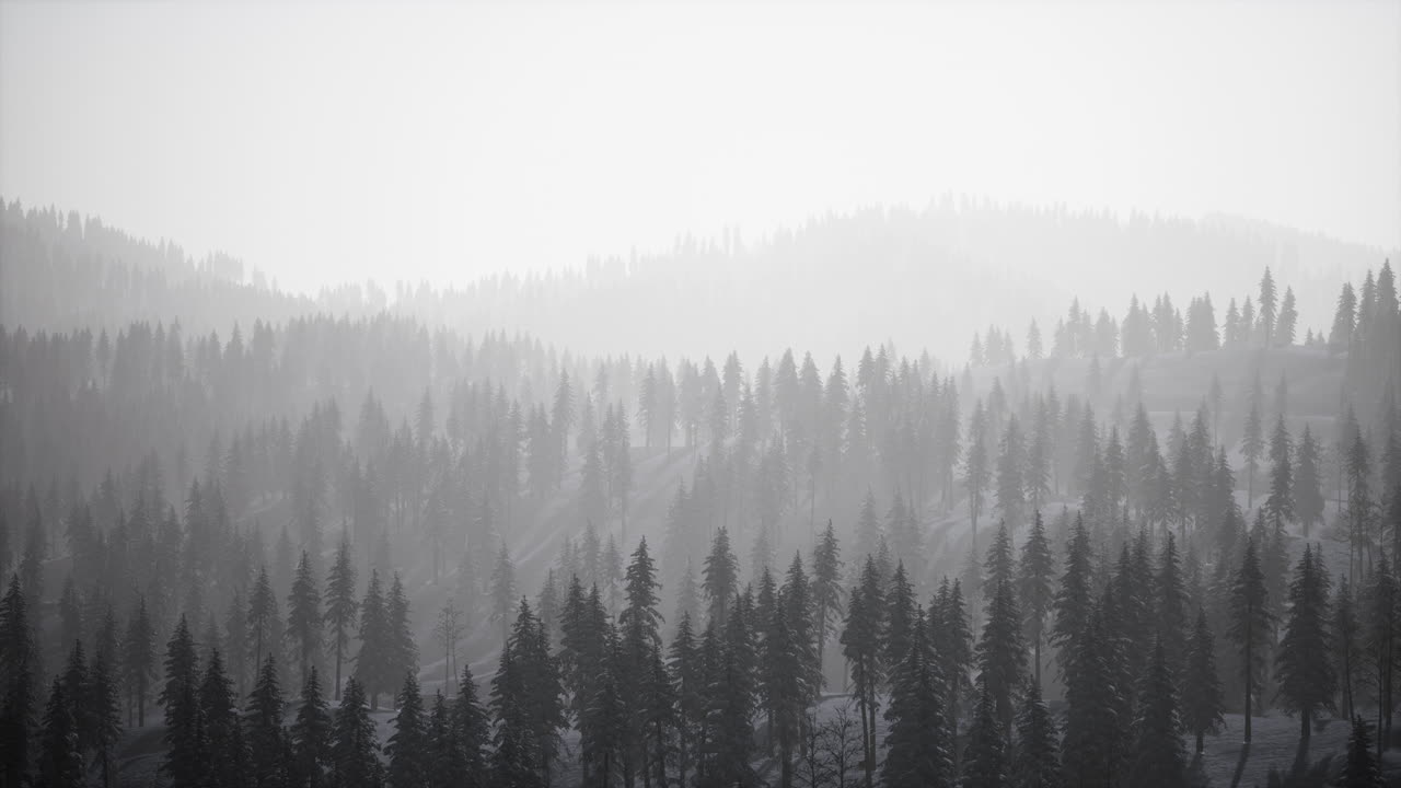 소나무 숲 이 있는 안개 가  ⁇ 인 산악 풍경