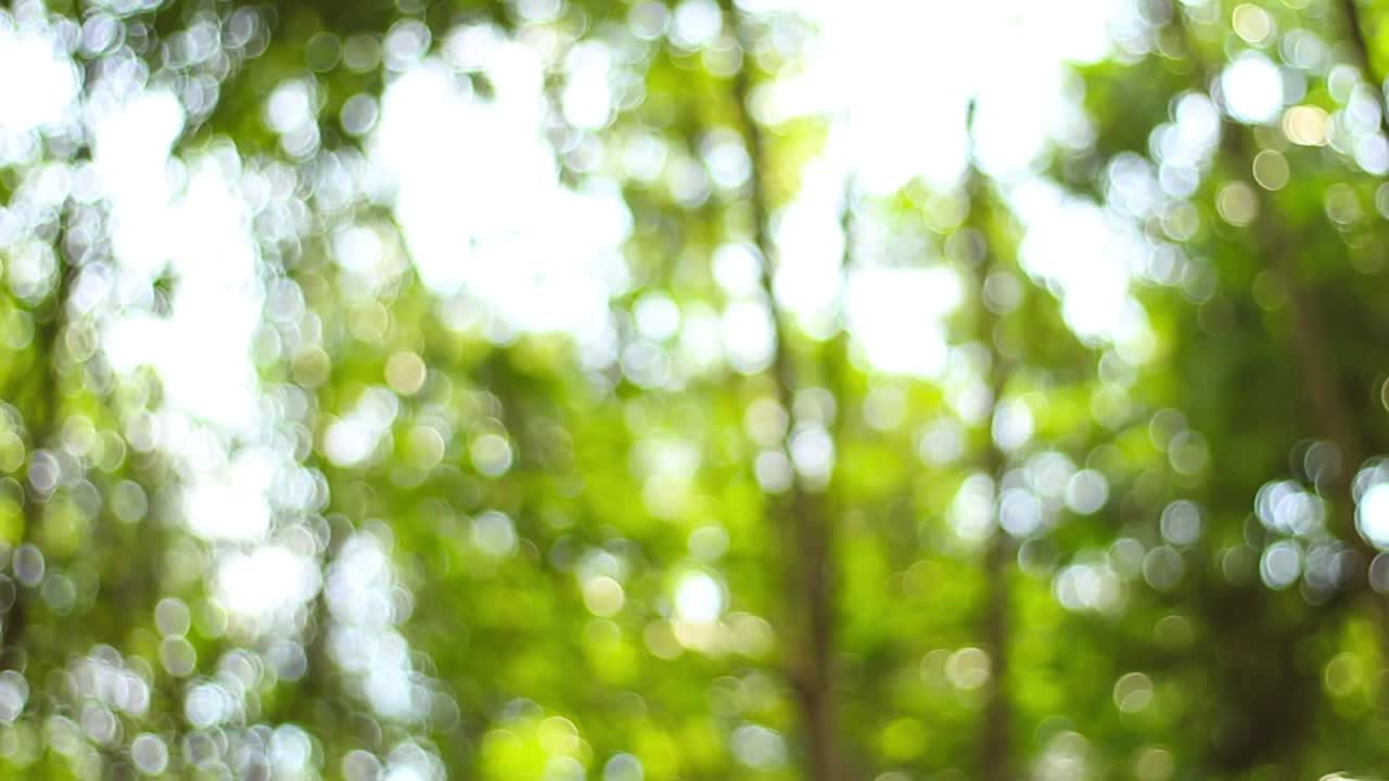 열대 우림에서 보케 또는 흐릿한 효과를 가진 가운 배경 비디오 - 이 비디오는 반이는 효과를 가진 나무의 가노피의 모이에서 찍혔습니다.