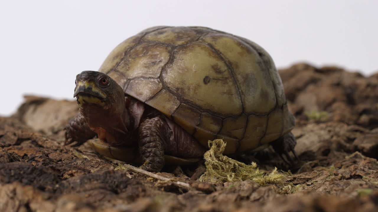 tortuga de caja común - perfil lateral en terreno rocoso