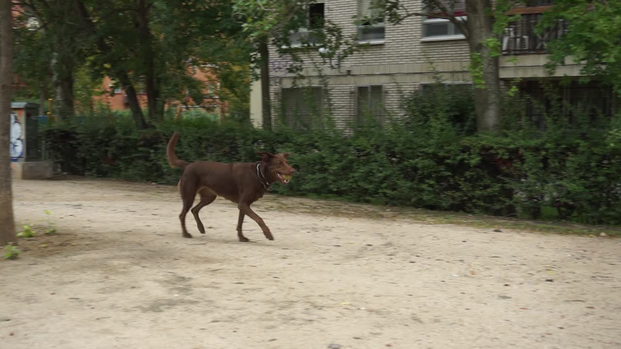 Happy Irish Setter dog playing fetch in park, slow motion