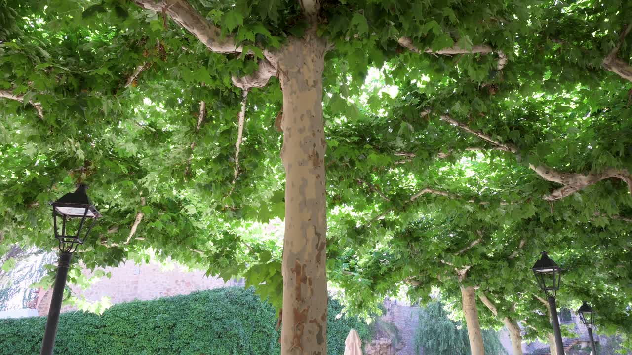 Tilting shot of Maple trees and their branches intertwine with each other creating a natural green ceiling