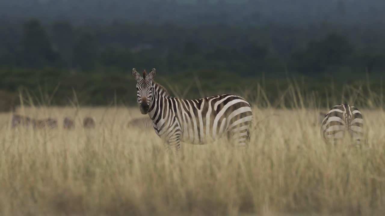 Una zebra guarda attraverso l'erba alta nelle pianure africane