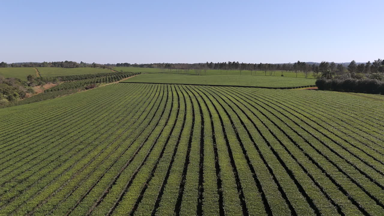 Downward aerial movement about the beauty local green tea field, Argentina