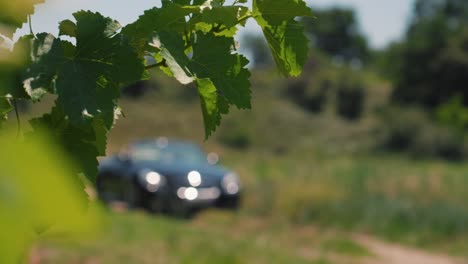 slow motion shot of green foliage with a car driving in the background