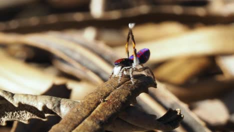 Peacock-spider-male-tentative-display-in-profile