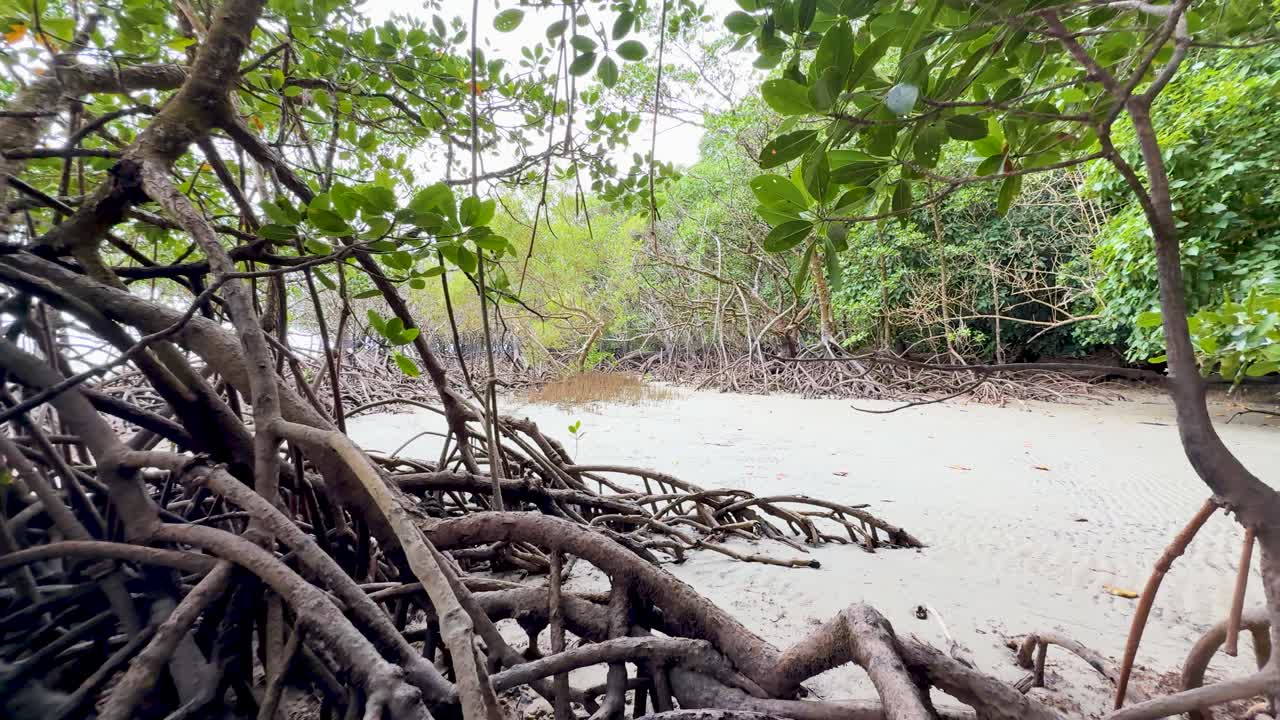 Camera glides past dense mangrove roots on tropical sandy shore, soft daylight, wide perspective