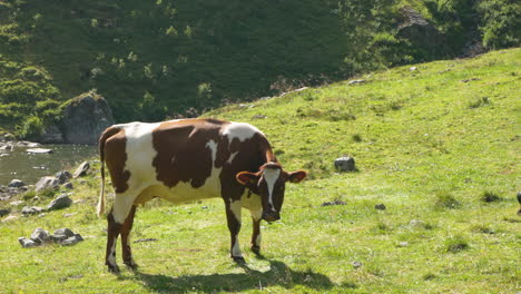 cow in norwegian nature licking it self at summer