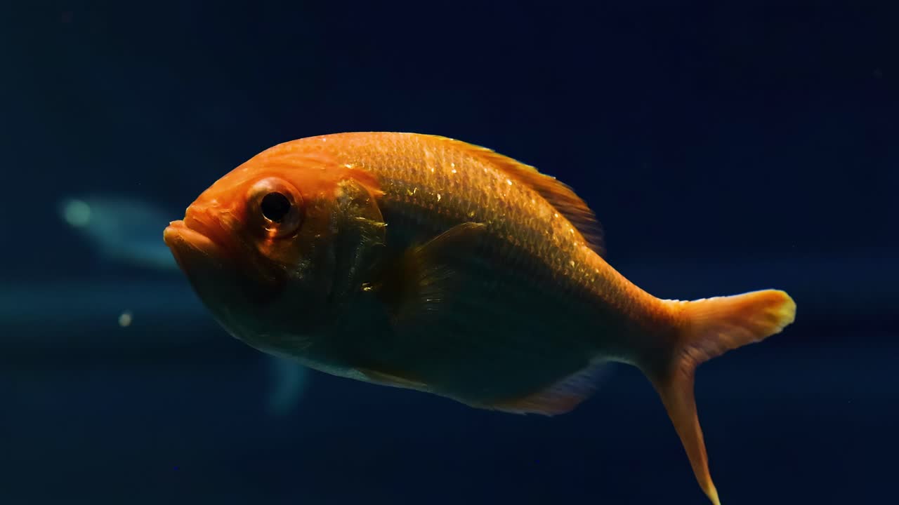 An orange fish swims gracefully against a dark blue background in an aquarium setting.