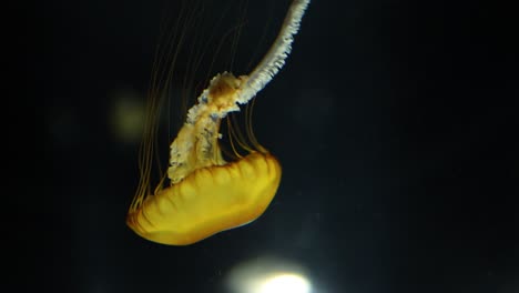 jellyfish swimming elegantly in a dark aquatic environment