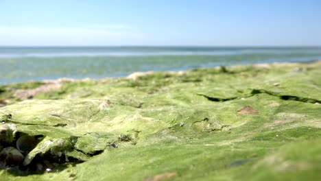 green algae polluted sea