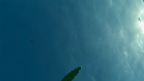 Upward-view-of-boga-fish-swimming-underwater-in-blue-sea-water-under-surface