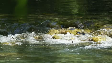 Wild-mountain-river-running-through-stone-rapids