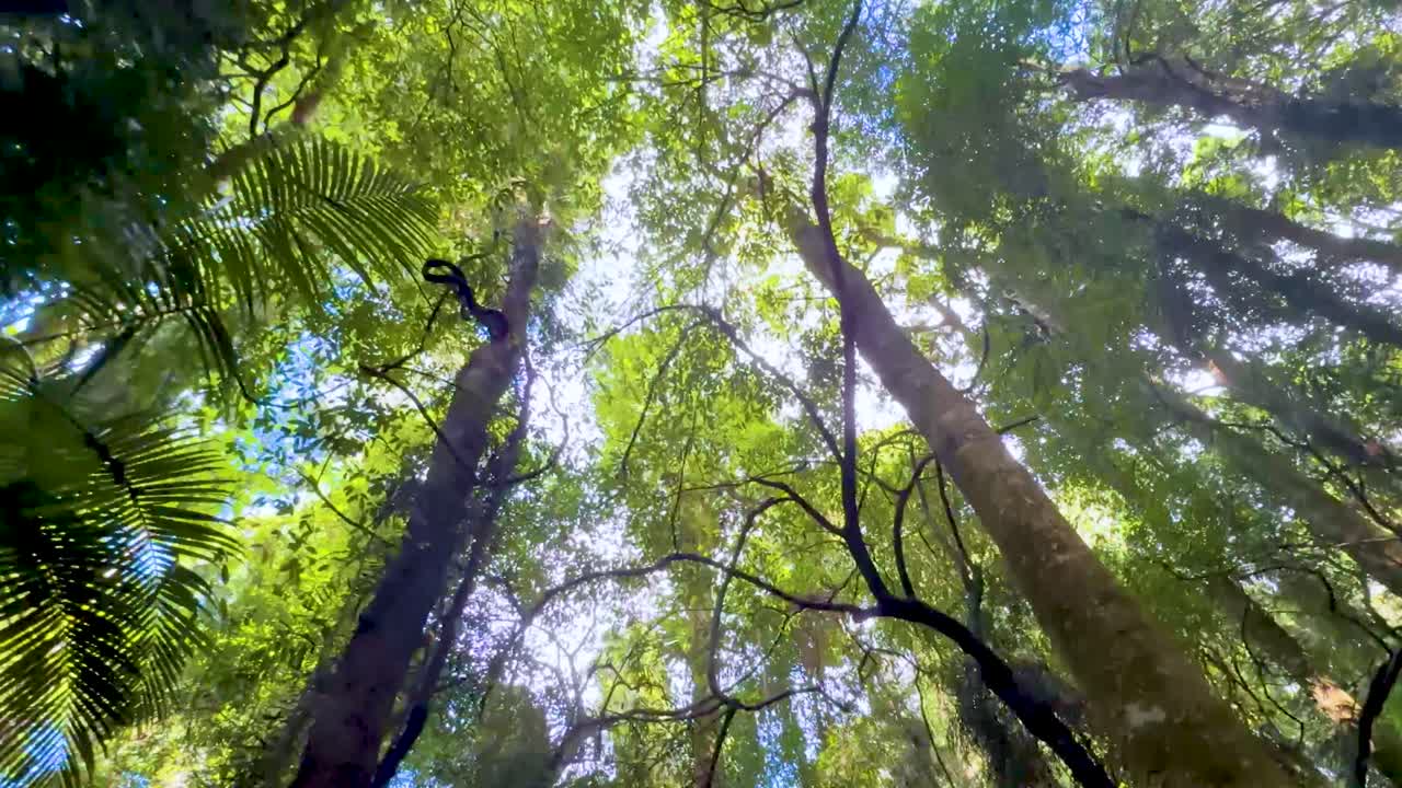 Low-angle camera glides beneath dense green rainforest trees, sunlight filtering through vibrant foliage overhead