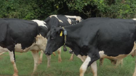 holstein friesian cows walking on the country road and grassy field in queensland